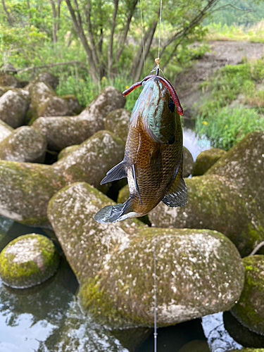 釣果