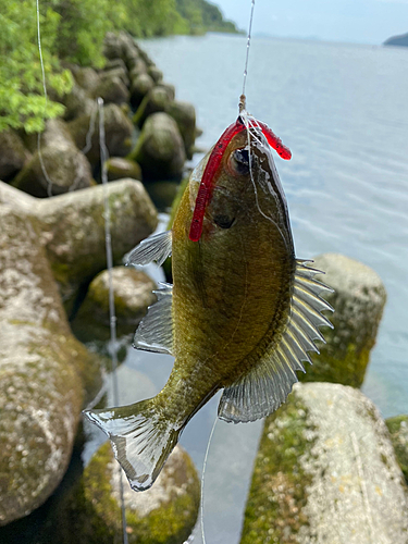 釣果