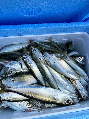 サバの釣果