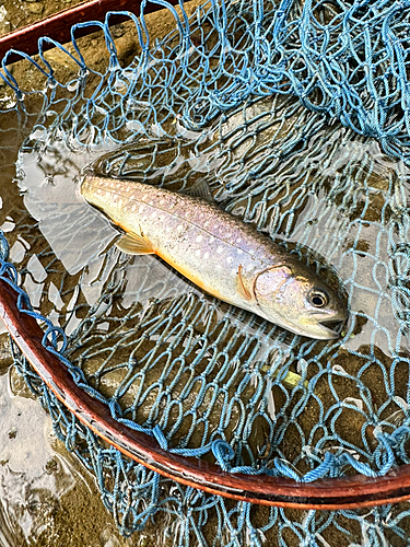 イワナの釣果