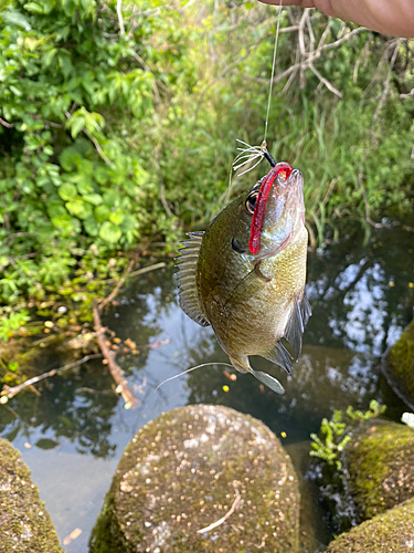 釣果