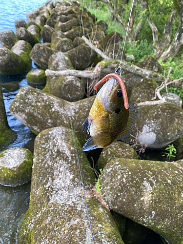 釣果