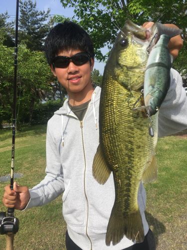 ブラックバスの釣果