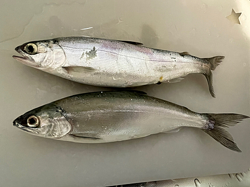 ヒメマスの釣果