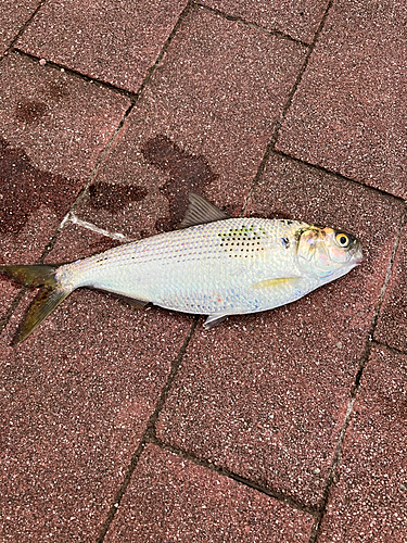 コノシロの釣果