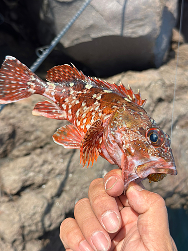 アラカブの釣果