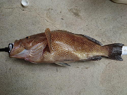 オオモンハタの釣果