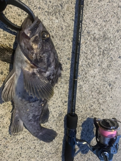 クロソイの釣果