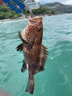 オオモンハタの釣果