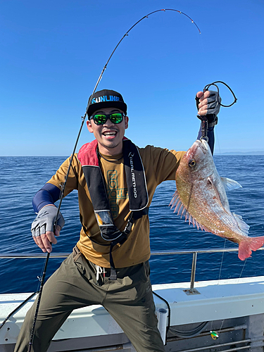 マダイの釣果