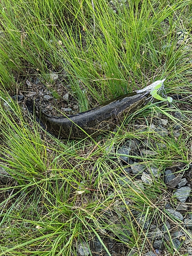 ライギョの釣果