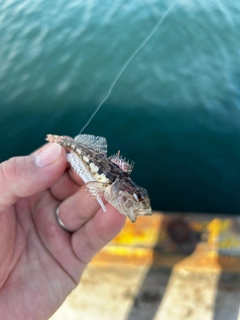 ハゼの釣果