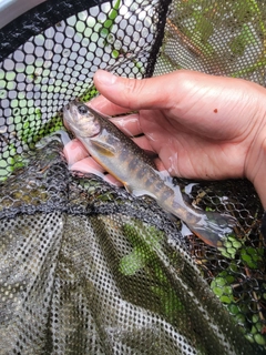 イワナの釣果