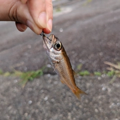 ムツの釣果