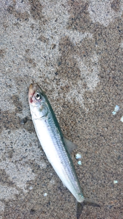 イワシの釣果