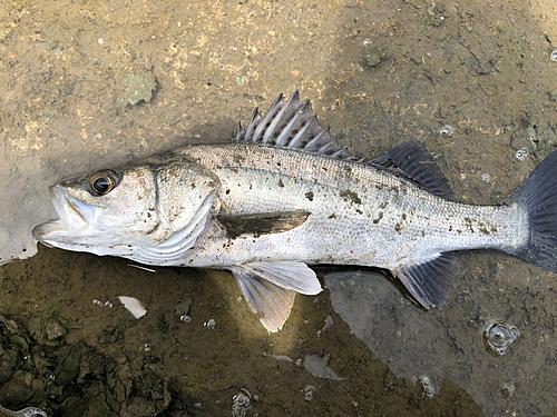 セイゴ（タイリクスズキ）の釣果