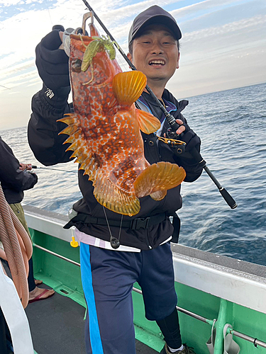 アコウの釣果