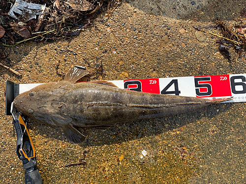 マゴチの釣果