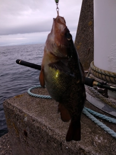 ガヤの釣果