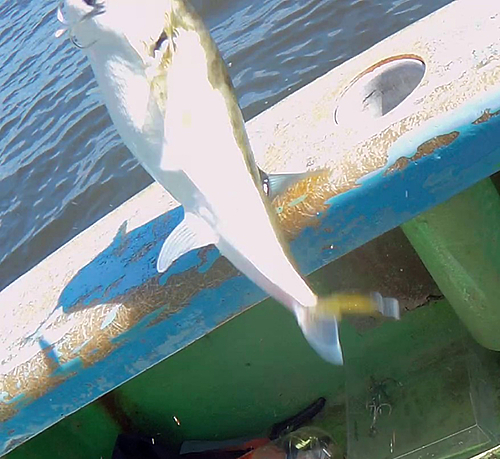 シロサバフグの釣果