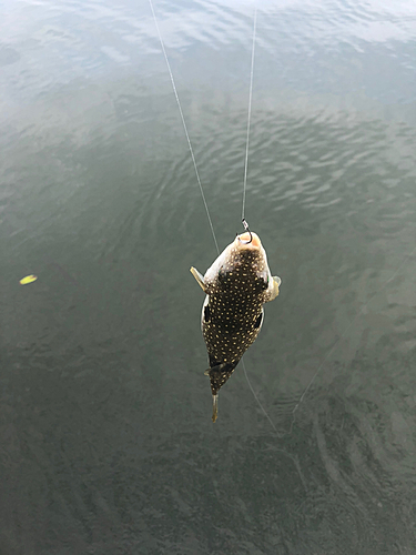 フグの釣果