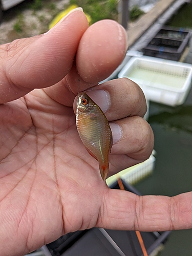 タナゴの釣果