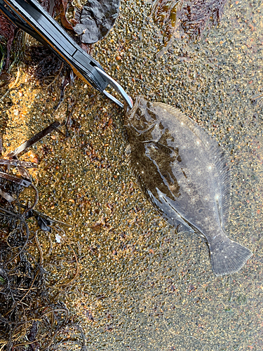 ソゲの釣果