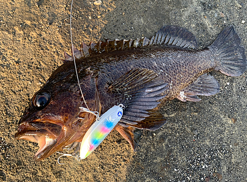 ムラソイの釣果