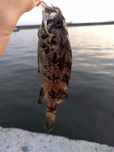 タケノコメバルの釣果