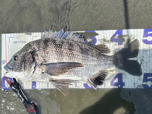 クロダイの釣果