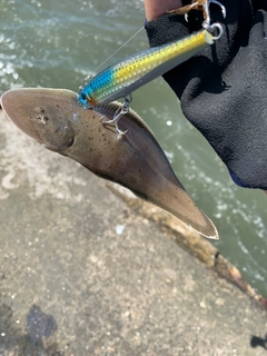 シタビラメの釣果