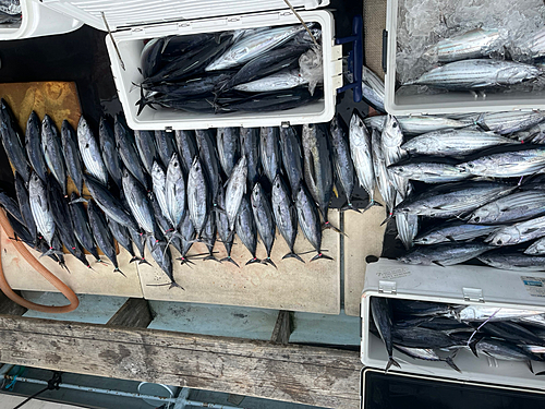 カツオの釣果