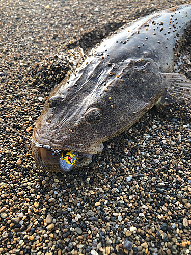 マゴチの釣果