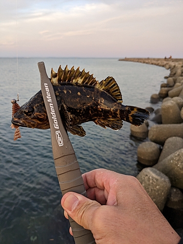 タケノコメバルの釣果