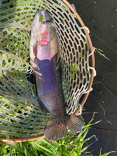 ニジマスの釣果