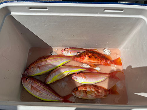 イトヨリダイの釣果