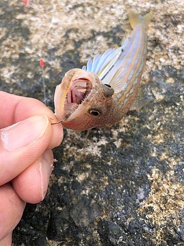 エソの釣果