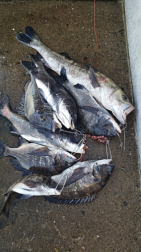 チヌの釣果