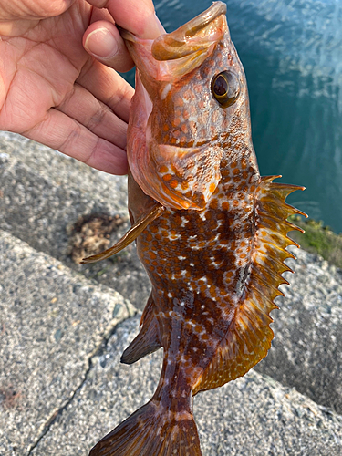 キジハタの釣果