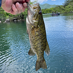 スモールマウスバス