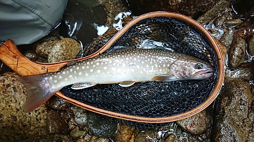 イワナの釣果