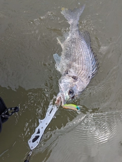 キビレの釣果