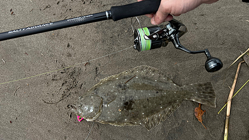 ヒラメの釣果