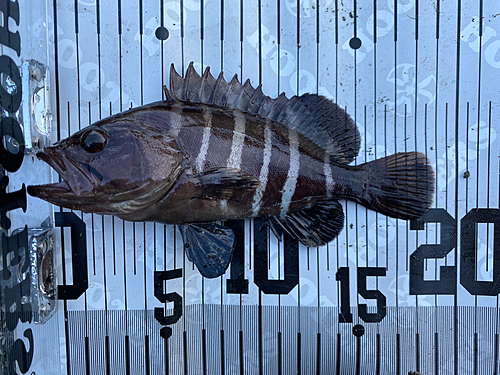 マハタの釣果