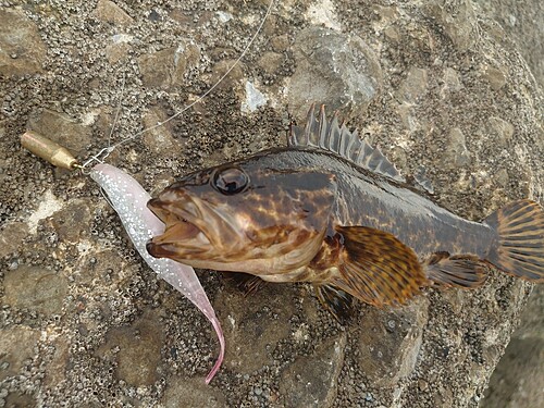 タケノコメバルの釣果