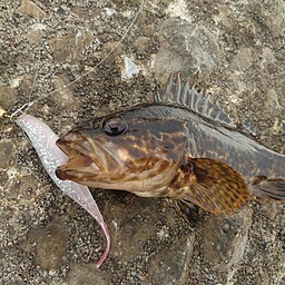 タケノコメバル