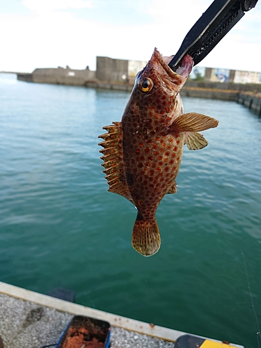 オオモンハタの釣果