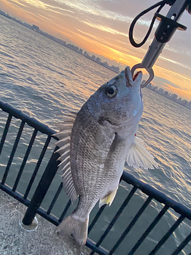 タイの釣果