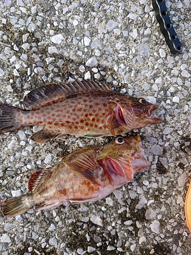 カサゴの釣果