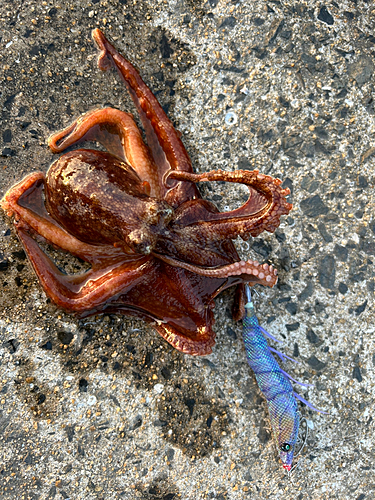 タコの釣果